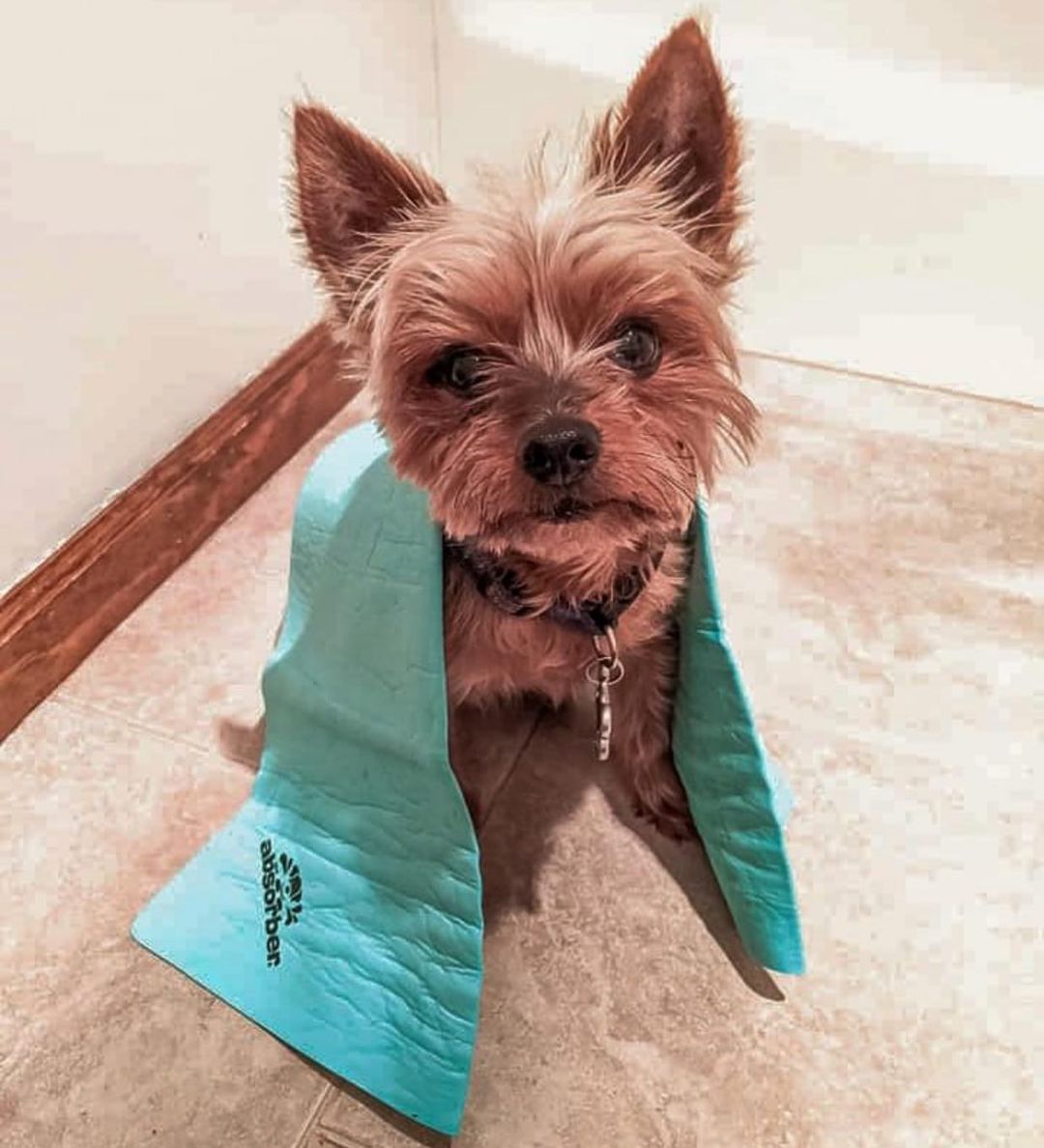 dog products